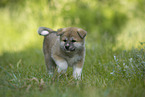 rennender Akita Inu Welpe