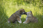 Akita Inu Welpen beschnuppern sich