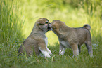 Akita Inu Welpen beschnuppern sich