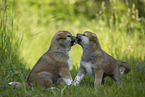 Akita Inu Welpen beschnuppern sich