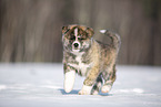 Akita Inu im Schnee