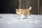 Akita Inu im Schnee