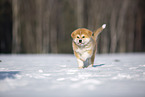 Akita Inu im Schnee