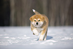 Akita Inu im Schnee