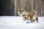 Akita Inu im Schnee