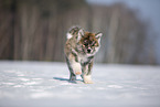 Akita Inu im Schnee