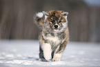 Akita Inu im Schnee