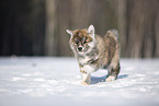 Akita Inu im Schnee