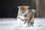 Akita Inu im Schnee
