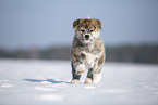 Akita Inu im Schnee