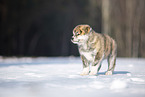 Akita Inu im Schnee