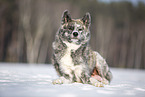 Akita Inu im Schnee