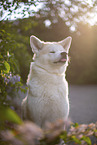 Akita Inu