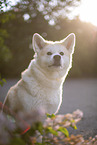 Akita Inu