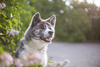 Akita Inu im Flieder