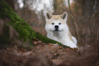 Akita Inu Rde im Herbst