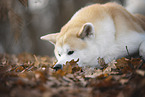 Akita Inu Rde im Herbst