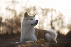 Akita Inu Rde im Herbst