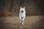 Akita Inu Rde im Herbst