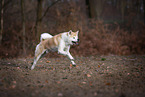 Akita Inu Rde im Herbst