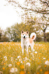 Akita Inu