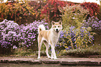 Akita Inu