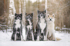 Akita Inus