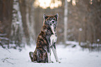 Akita Inu