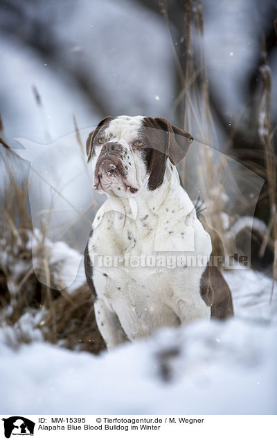 Alapaha Blue Blood Bulldog im Winter / MW-15395