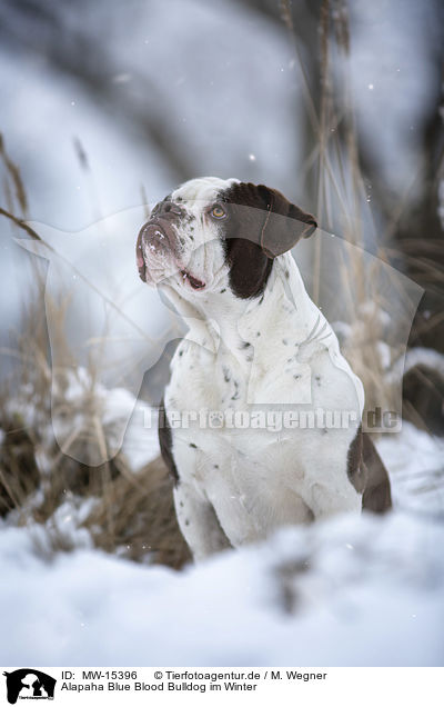 Alapaha Blue Blood Bulldog im Winter / MW-15396