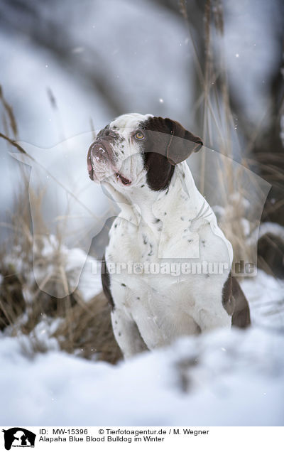 Alapaha Blue Blood Bulldog im Winter / Alapaha Blue Blood Bulldog in the winter / MW-15396