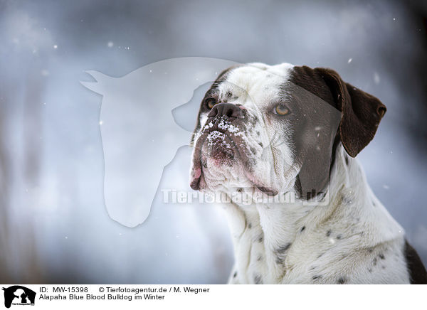 Alapaha Blue Blood Bulldog im Winter / MW-15398