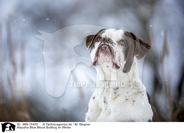 Alapaha Blue Blood Bulldog im Winter / Alapaha Blue Blood Bulldog in the winter / MW-15400