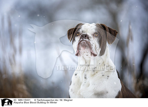 Alapaha Blue Blood Bulldog im Winter / Alapaha Blue Blood Bulldog in the winter / MW-15401