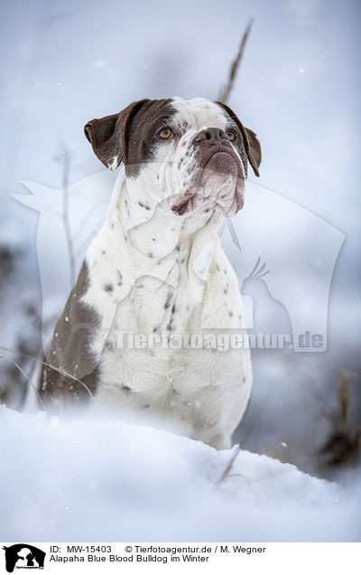 Alapaha Blue Blood Bulldog im Winter / Alapaha Blue Blood Bulldog in the winter / MW-15403