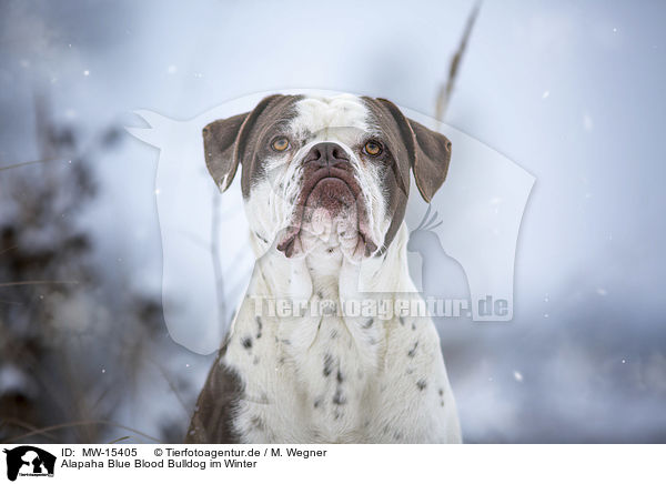 Alapaha Blue Blood Bulldog im Winter / MW-15405