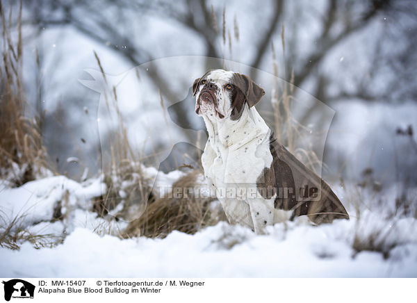 Alapaha Blue Blood Bulldog im Winter / MW-15407
