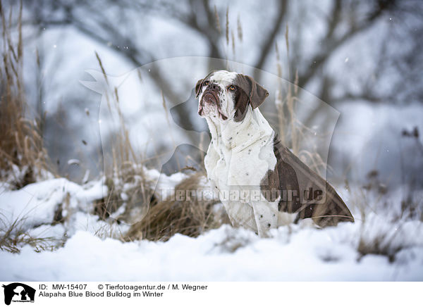 Alapaha Blue Blood Bulldog im Winter / Alapaha Blue Blood Bulldog in the winter / MW-15407