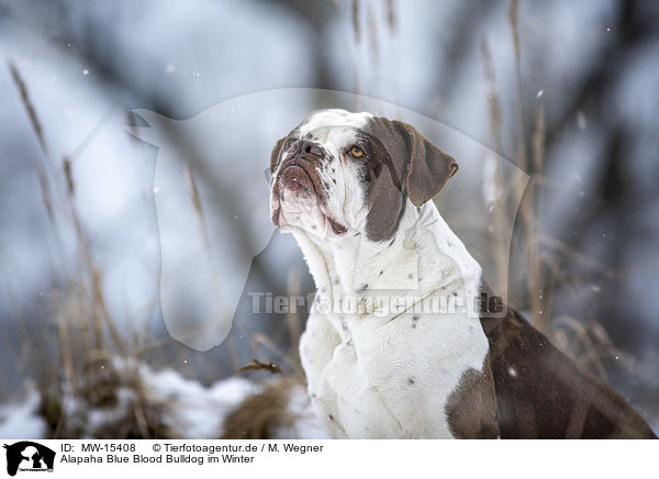 Alapaha Blue Blood Bulldog im Winter / MW-15408