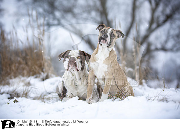 Alapaha Blue Blood Bulldog im Winter / Alapaha Blue Blood Bulldog in the winter / MW-15413