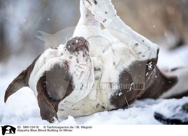 Alapaha Blue Blood Bulldog im Winter / MW-15416