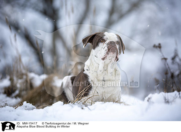 Alapaha Blue Blood Bulldog im Winter / Alapaha Blue Blood Bulldog in the winter / MW-15417