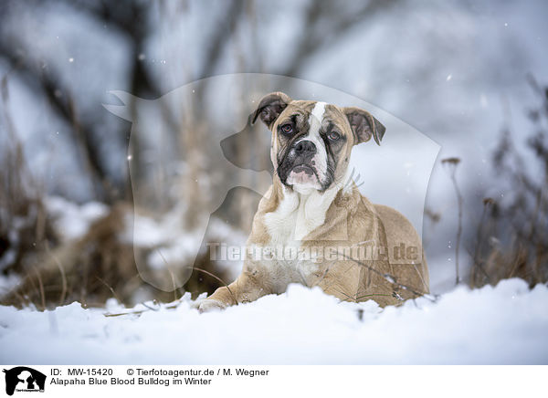 Alapaha Blue Blood Bulldog im Winter / MW-15420