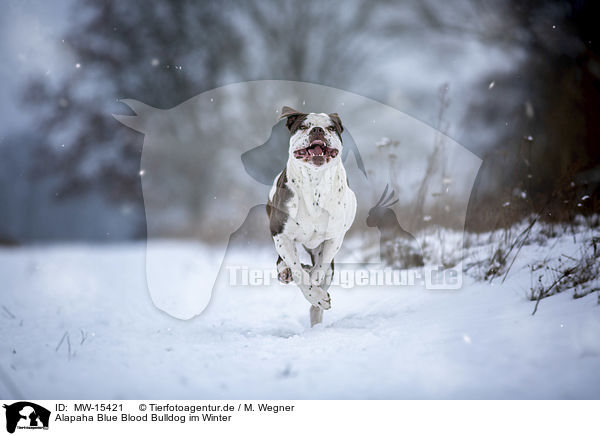 Alapaha Blue Blood Bulldog im Winter / Alapaha Blue Blood Bulldog in the winter / MW-15421