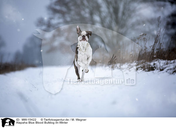 Alapaha Blue Blood Bulldog im Winter / MW-15422