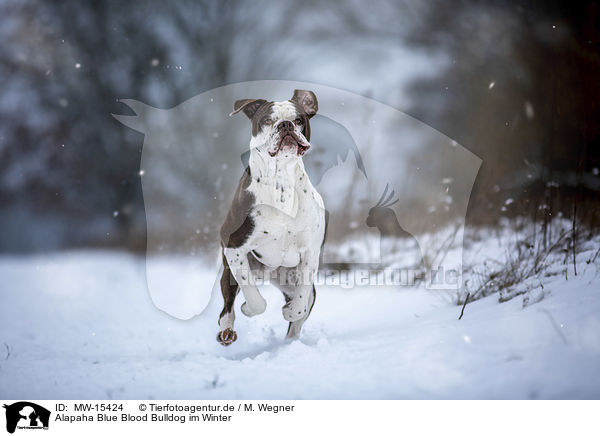 Alapaha Blue Blood Bulldog im Winter / MW-15424