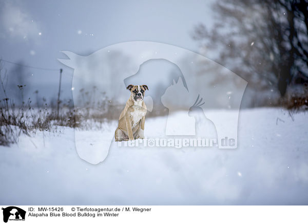 Alapaha Blue Blood Bulldog im Winter / MW-15426
