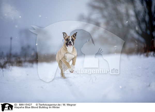 Alapaha Blue Blood Bulldog im Winter / Alapaha Blue Blood Bulldog in the winter / MW-15427