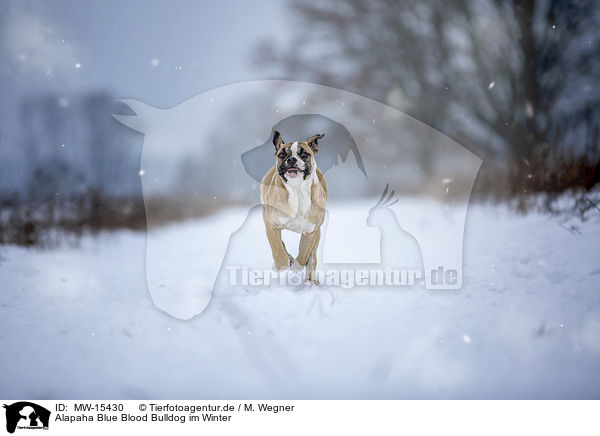 Alapaha Blue Blood Bulldog im Winter / MW-15430