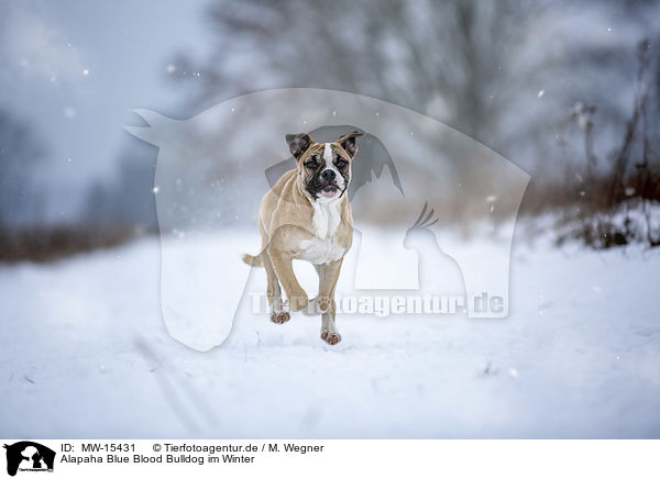 Alapaha Blue Blood Bulldog im Winter / MW-15431